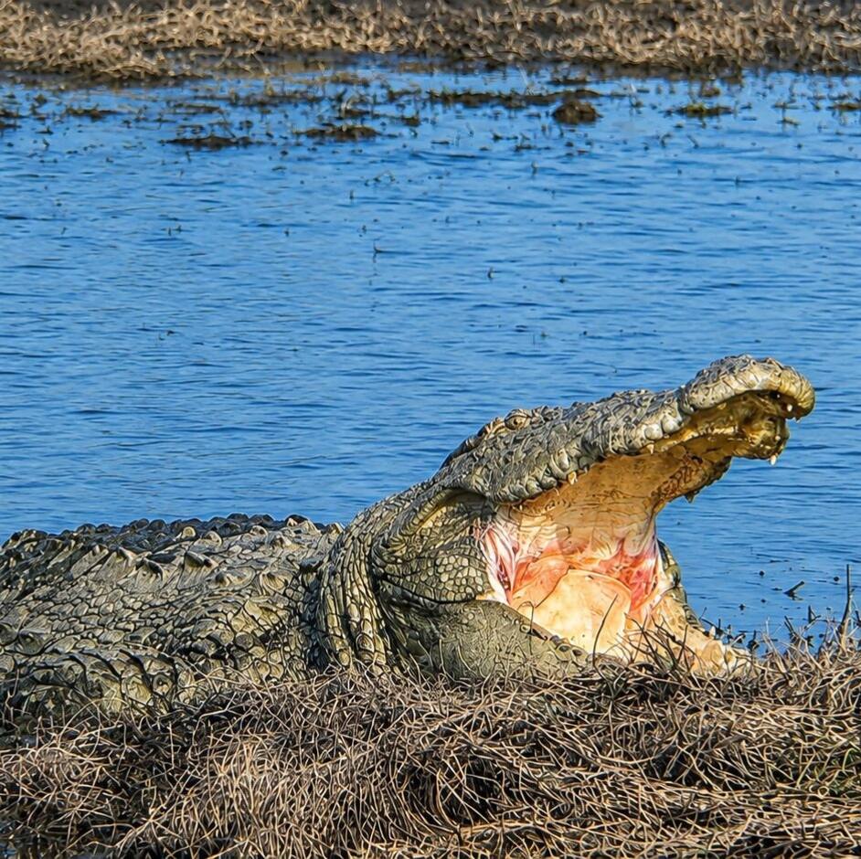 Crocodile on evening safari