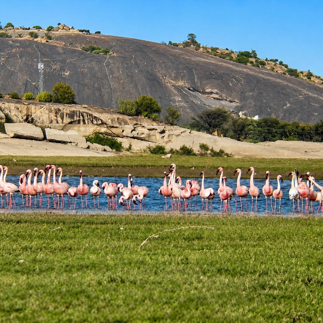 Birds on evening safari