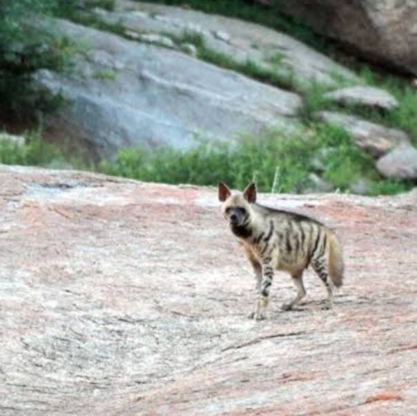 Striped hyena on morning safari