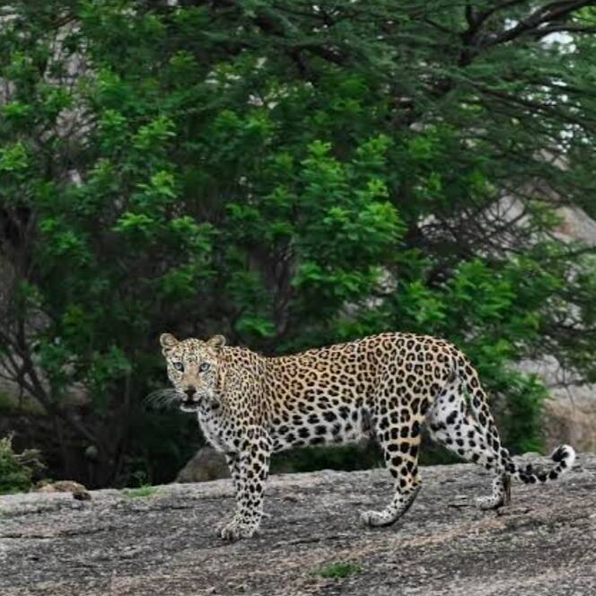 Leopard on morning safari