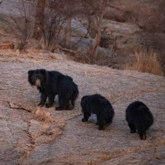 Sloth bears on morning safari